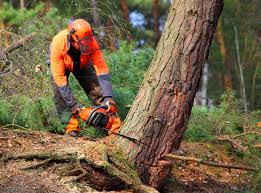 Best Pest Control for Lawns  in Atkinson, NE