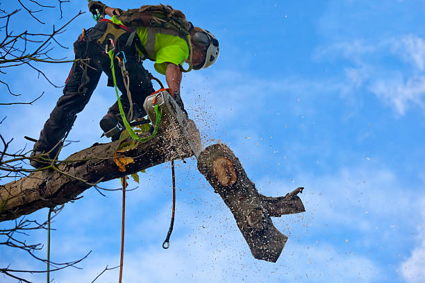 Best Tree Risk Assessment  in Atkinson, NE